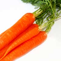 Fresh Carrot