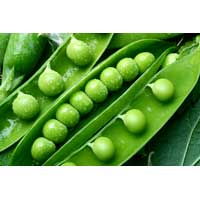 Fresh Green Peas